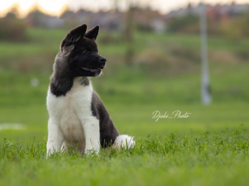 Američka Akita prelepi štenci