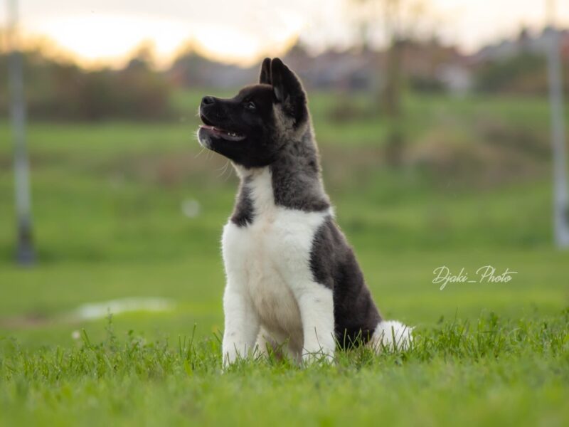 Američka Akita prelepi štenci