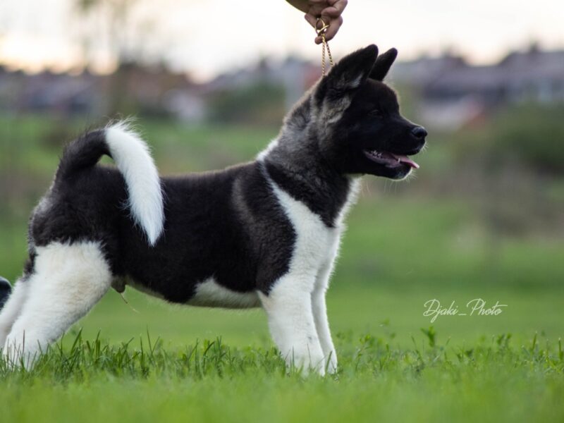 Američka Akita prelepi štenci