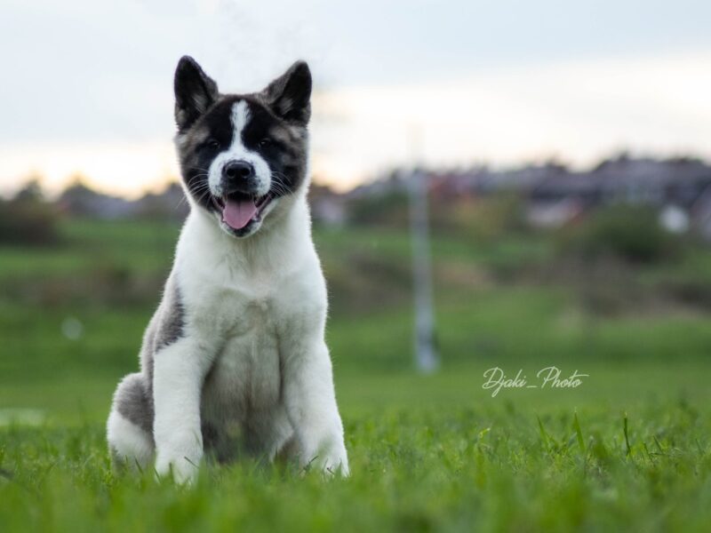 Američka Akita prelepi štenci