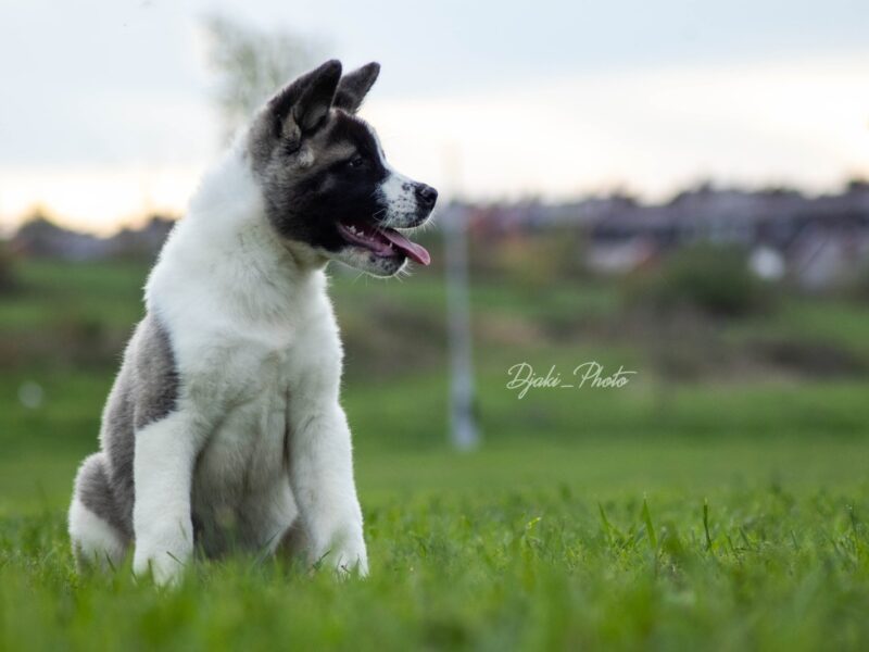 Američka Akita prelepi štenci