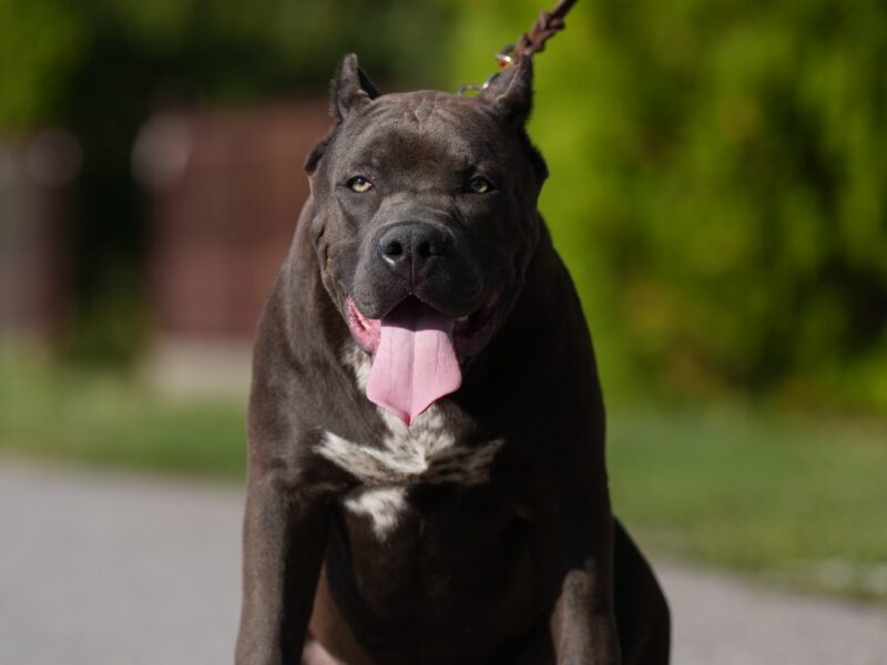 American Bully XL muško štene