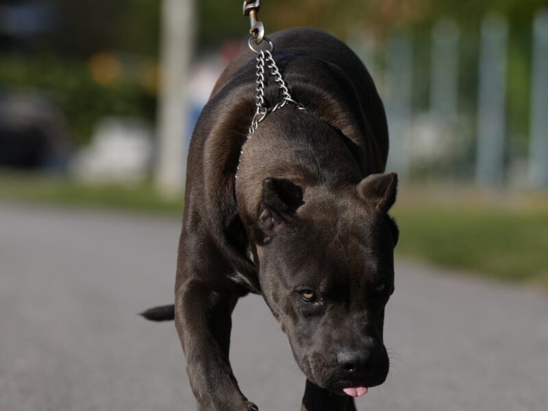 American Bully XL muško štene