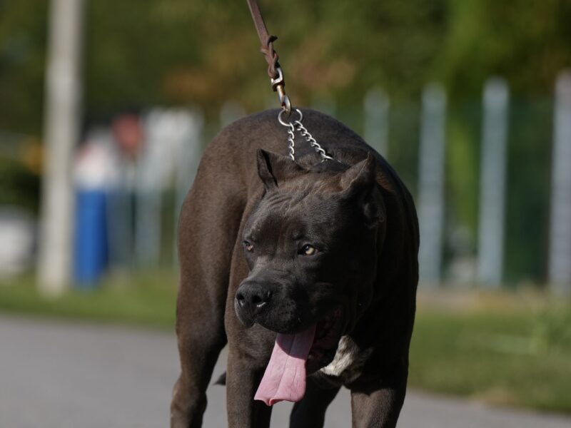 American Bully XL muško štene