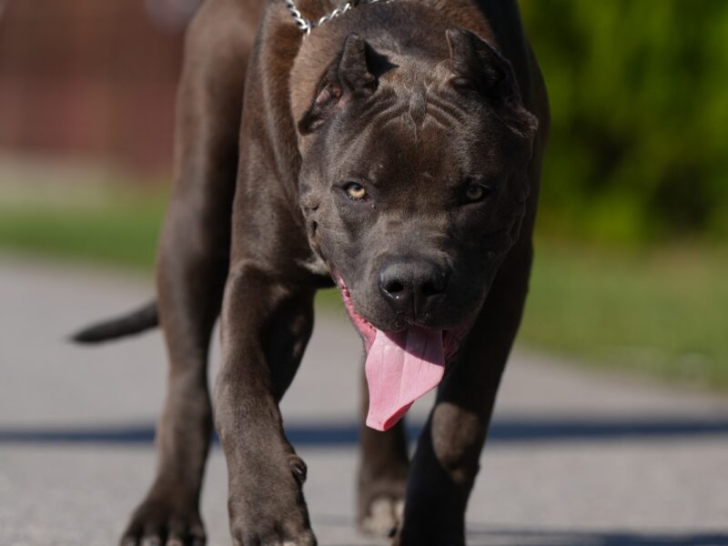 American Bully XL muško štene