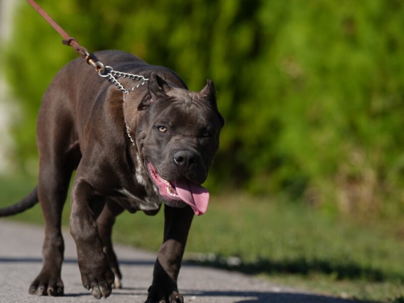 American Bully XL muško štene