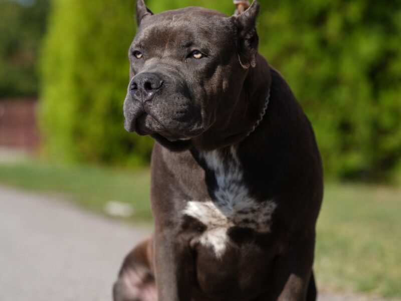 American Bully XL muško štene