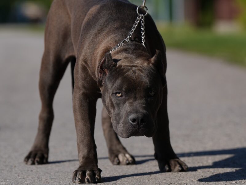 American Bully XL muško štene