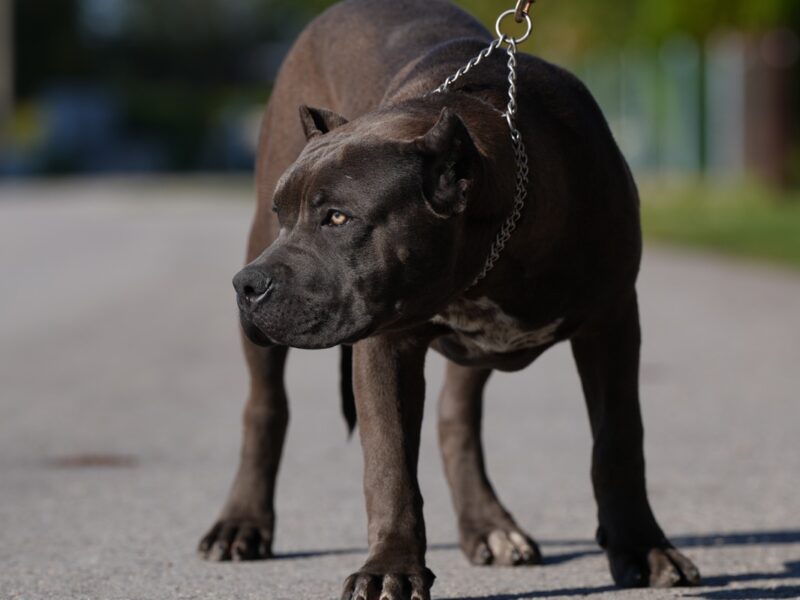 American Bully XL muško štene