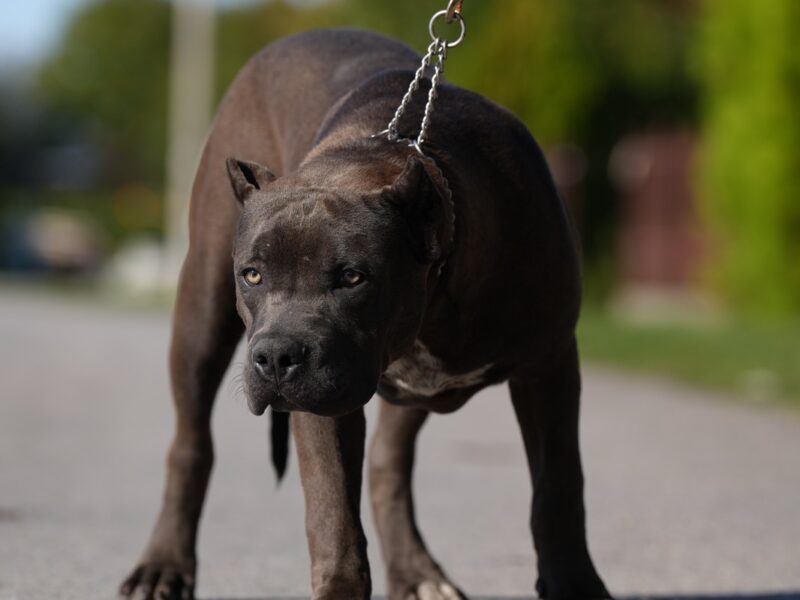 American Bully XL muško štene