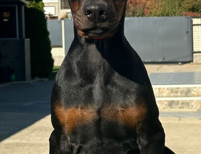 DOBERMAN stenci