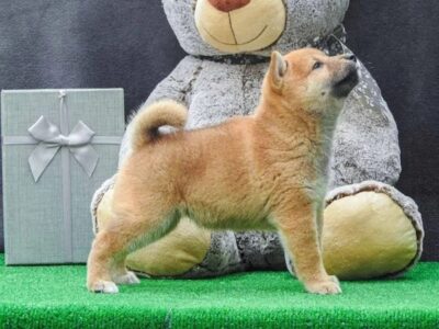 Shiba inu štenci