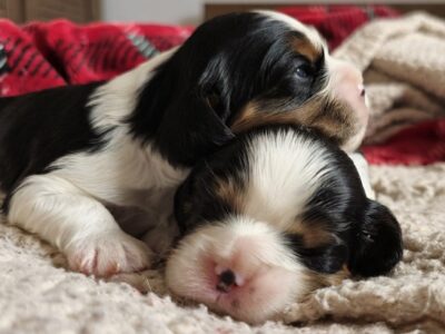 Cavalier king Charles spaniel štenci