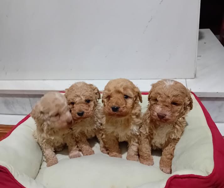 Maltipoo stenci