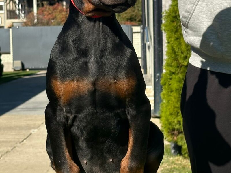 DOBERMAN stenci