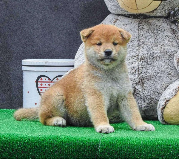 Shiba inu štenci