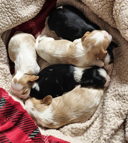 Cavalier king Charles spaniel štenci