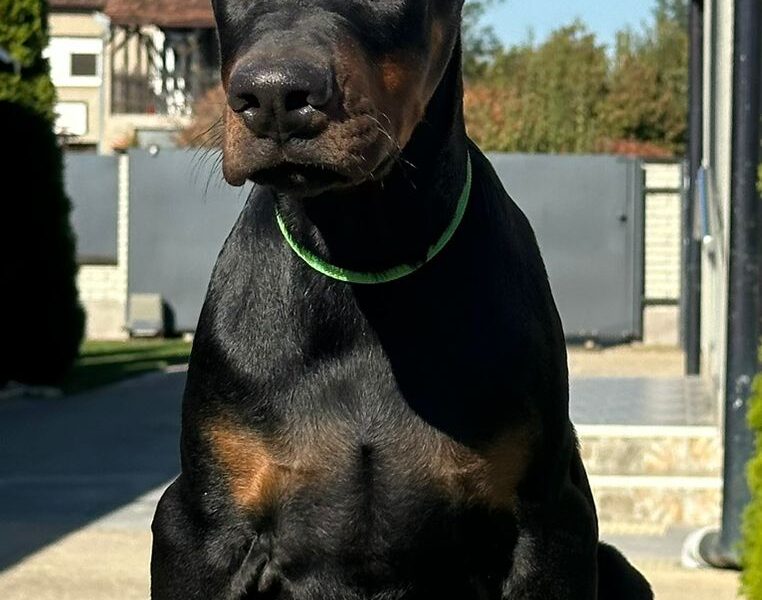 DOBERMAN stenci