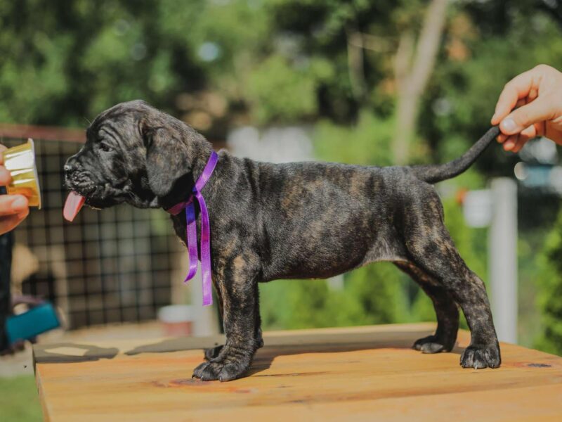 Cane Corso štenci