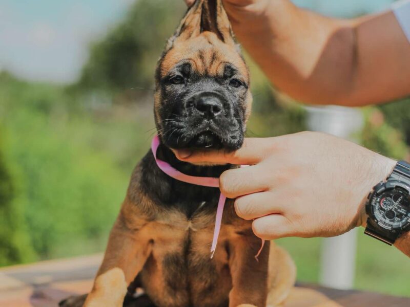 Cane Corso štenci