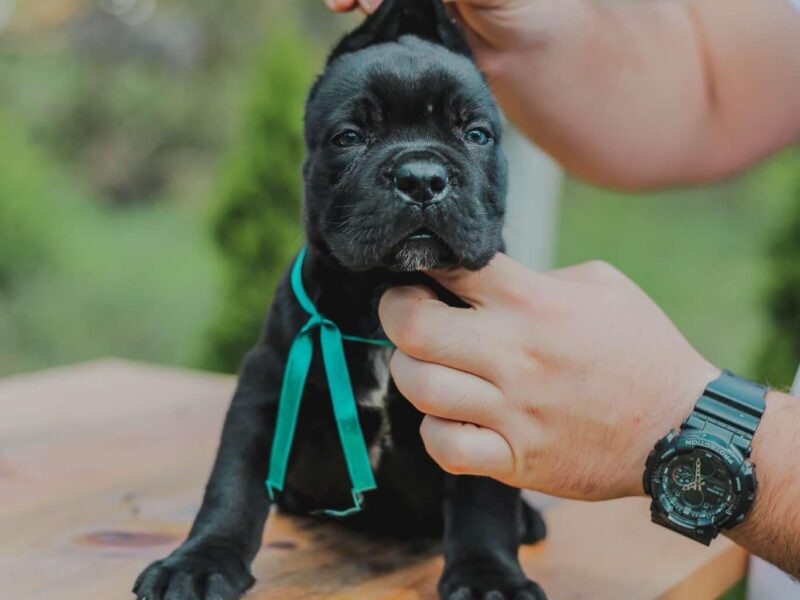 Cane Corso štenci