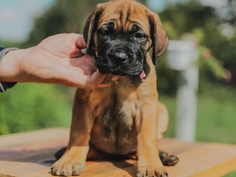 Cane Corso štenci