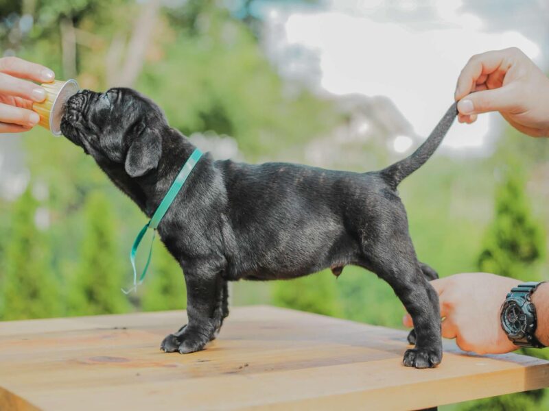 Cane Corso štenci