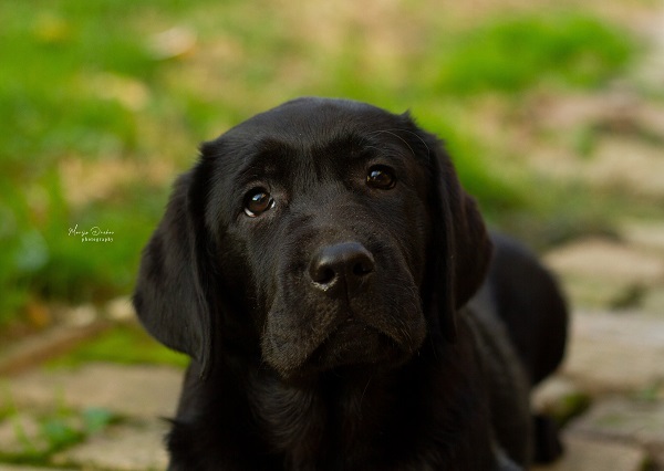 Labrador Retriver štenci