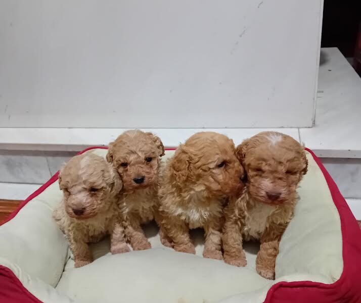 Maltipoo stenci