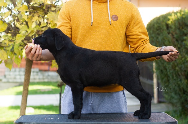 Labrador Retriver štenci