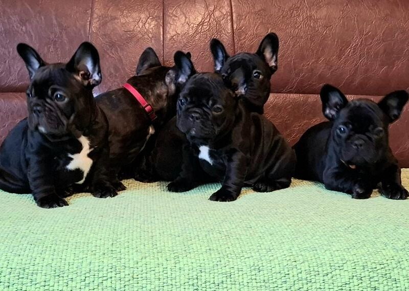 Francuski Buldog PRELEPI štenci