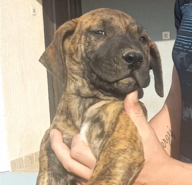 Presa Canario štenci