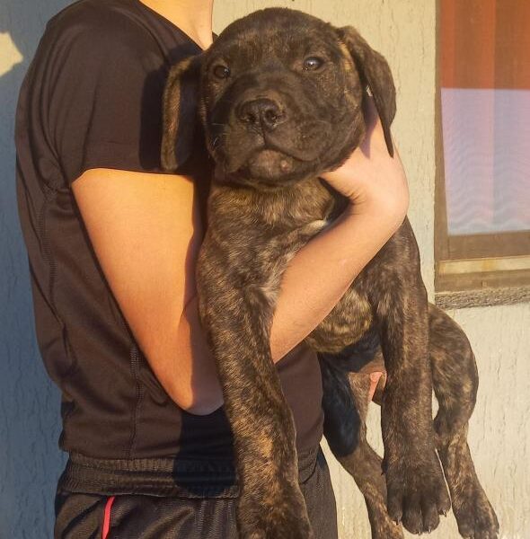 Presa Canario štenci