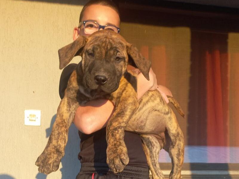 Presa Canario štenci