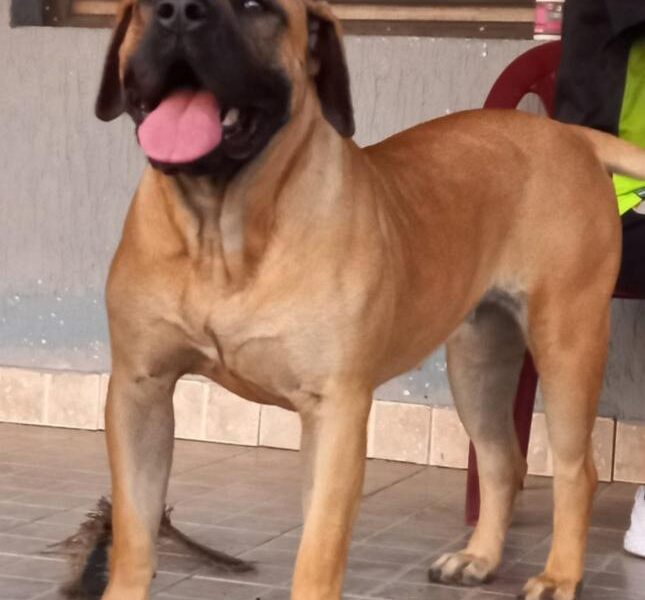 Presa Canario štenci