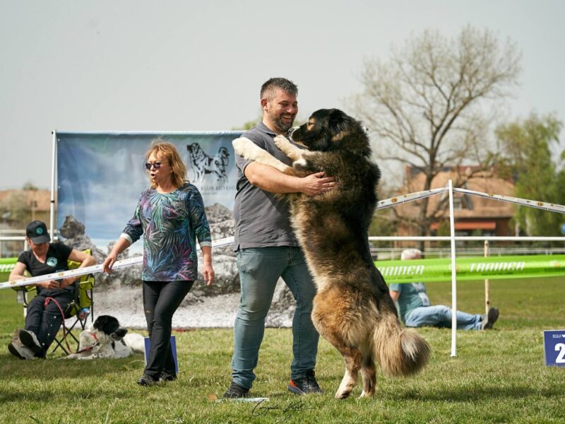 Kavkaski ovčar štenci