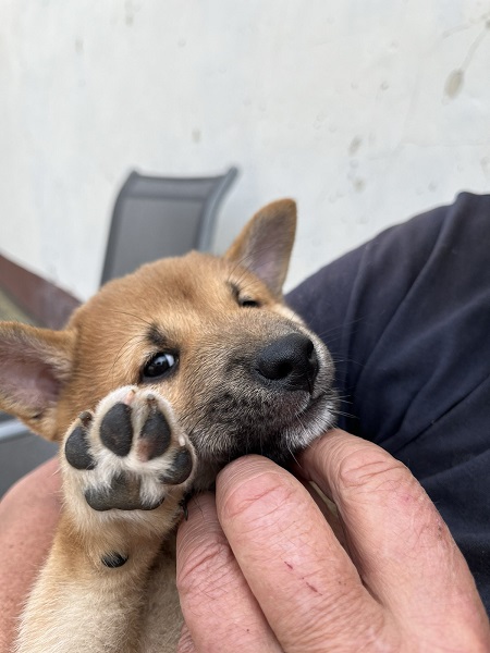 Shiba inu štenci