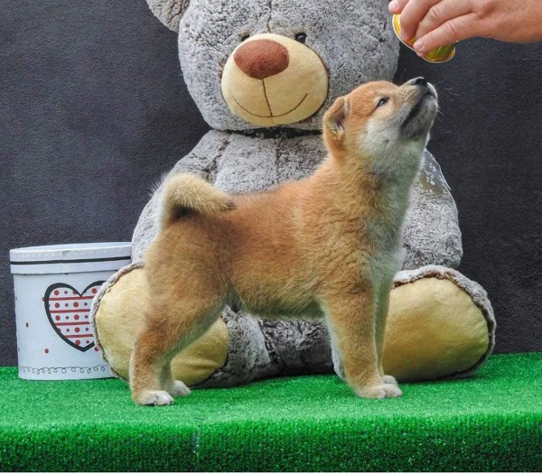 Shiba inu štenci