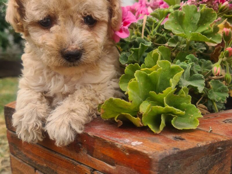 Labradoodle prelepi štenci