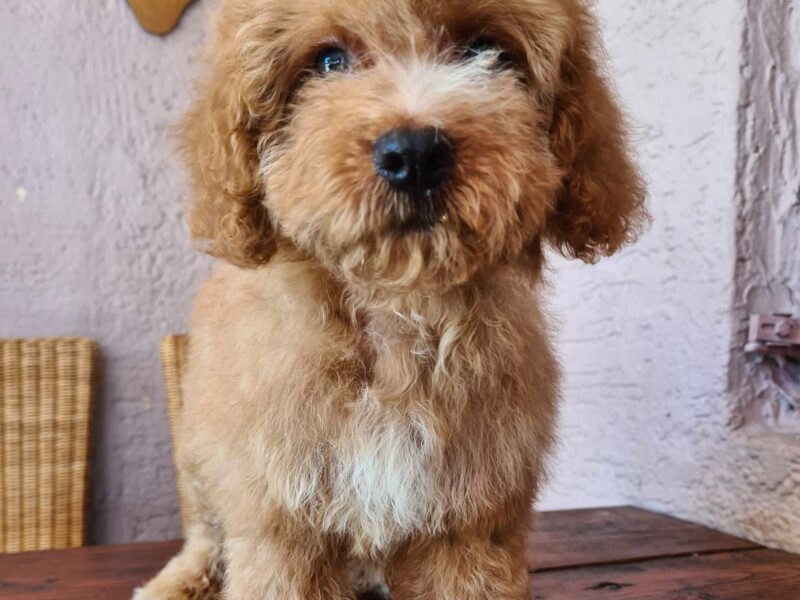 Labradoodle prelepi štenci