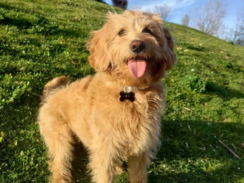 Labradoodle prelepi štenci