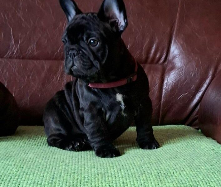 Francuski Buldog PRELEPI štenci