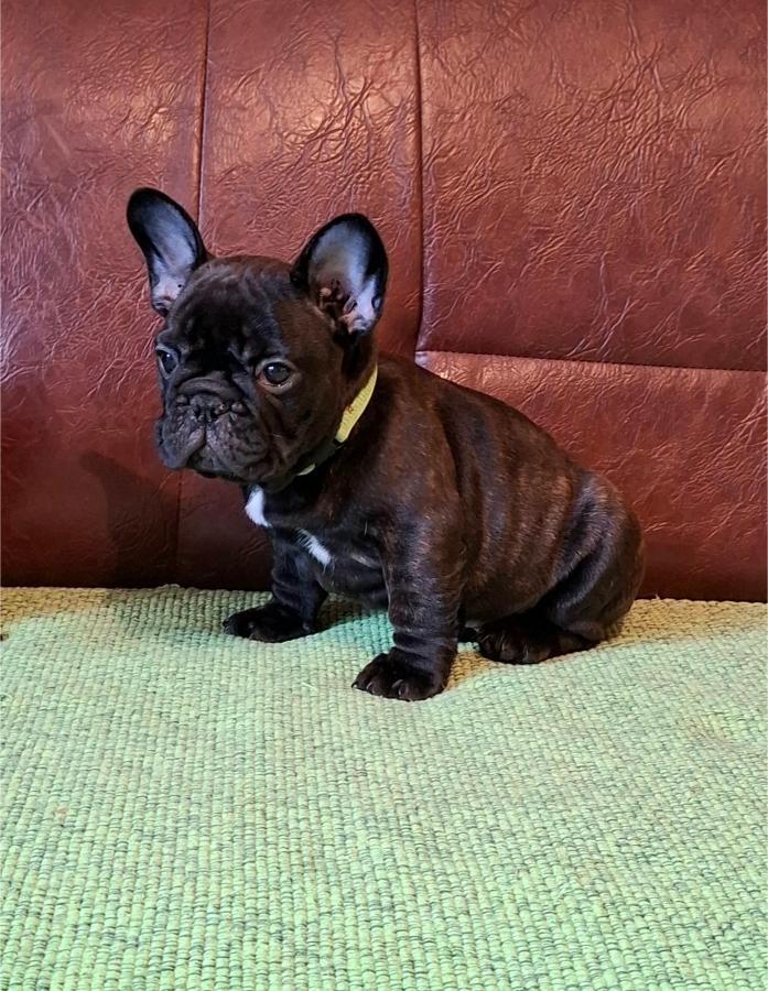 Francuski Buldog prelepi štenci