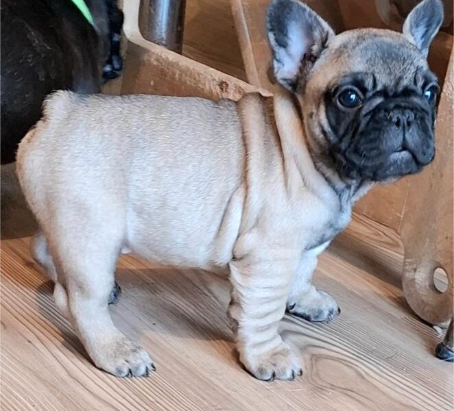 Francuski Buldog PRELEPI štenci