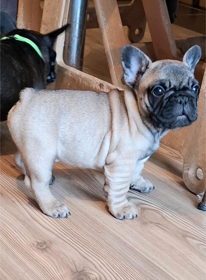 Francuski Buldog prelepi štenci