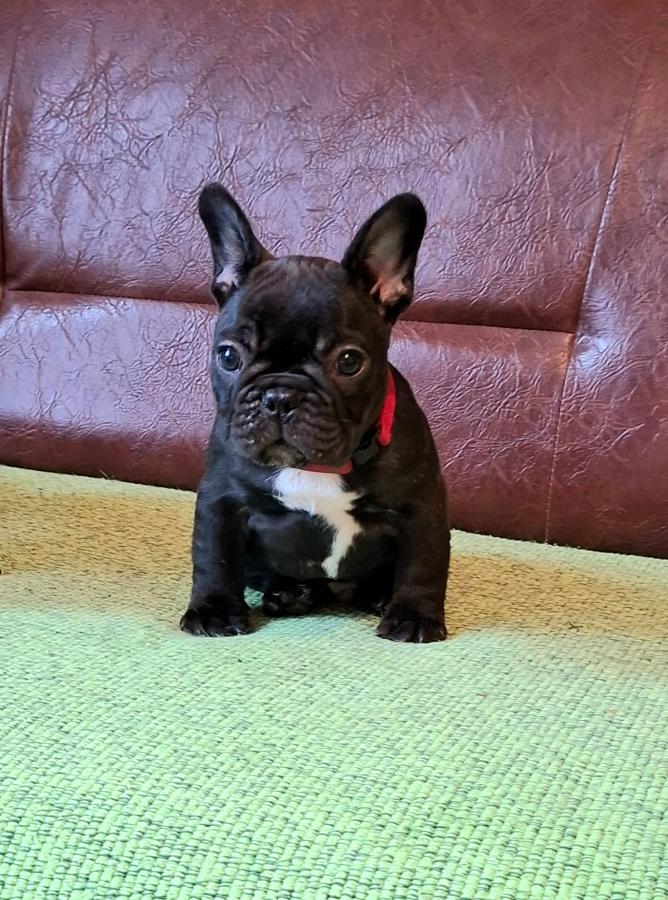 Francuski Buldog prelepi štenci
