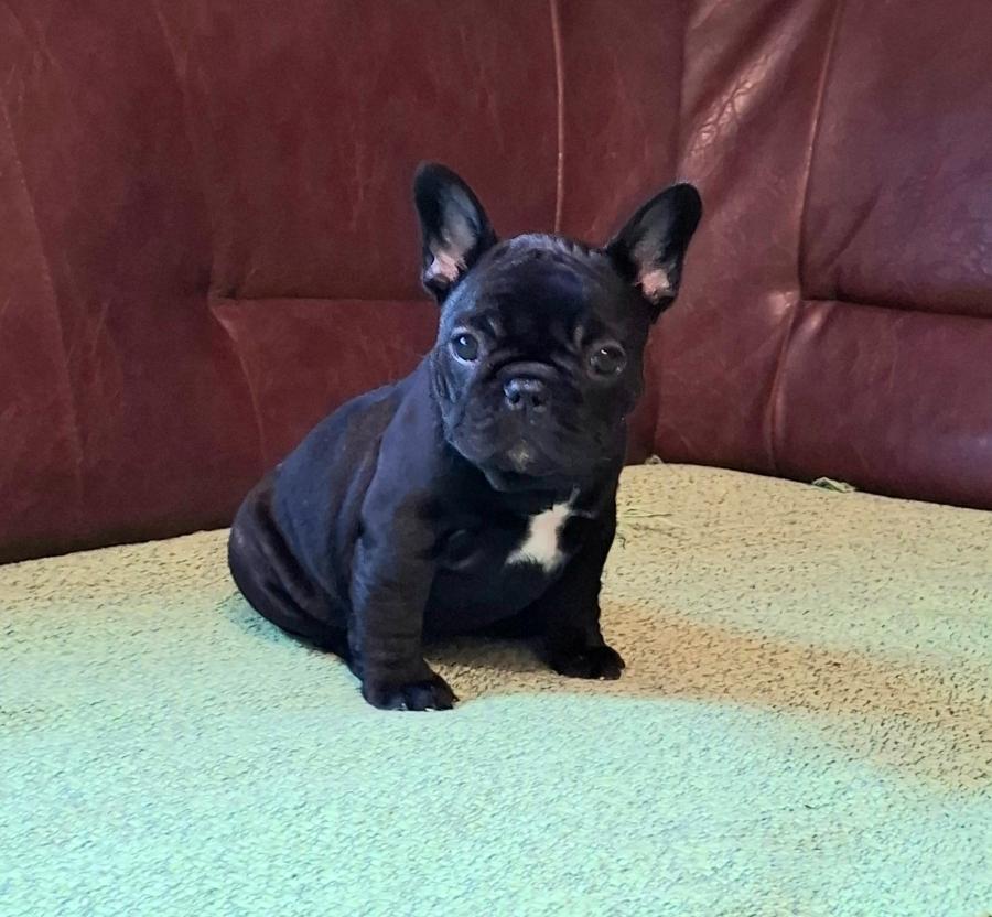 Francuski Buldog prelepi štenci