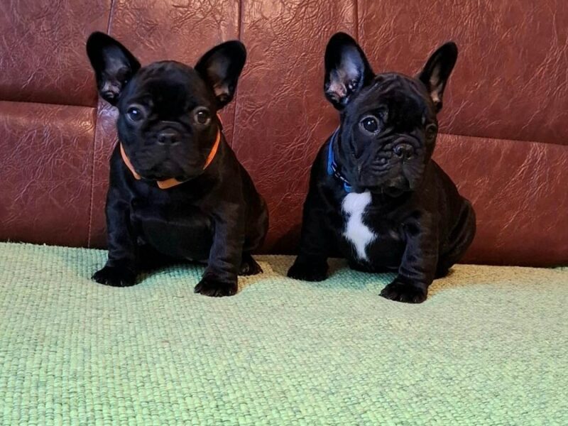 Francuski Buldog PRELEPI štenci