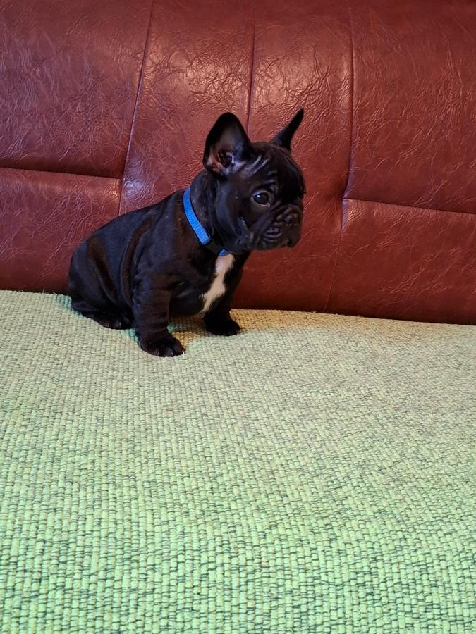 Francuski Buldog PRELEPI štenci