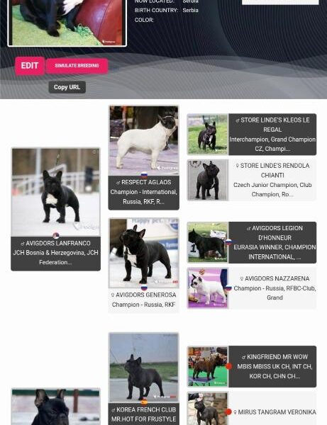 Francuski Buldog PRELEPI štenci